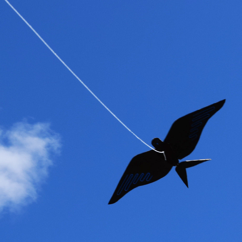 Swallow Kite