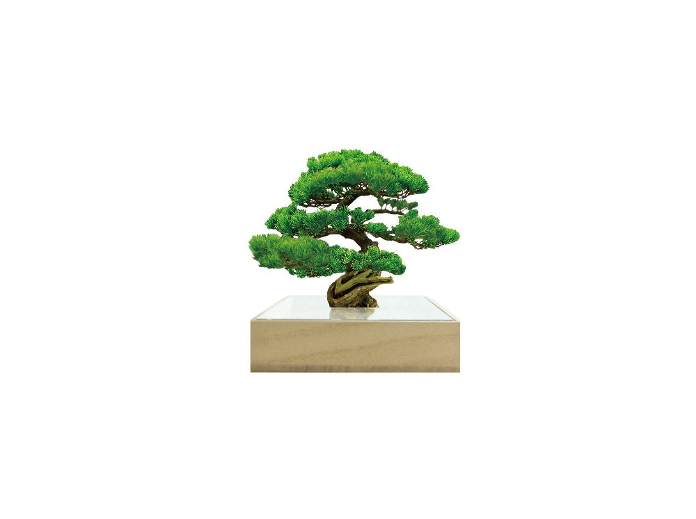 Bonsai Mini