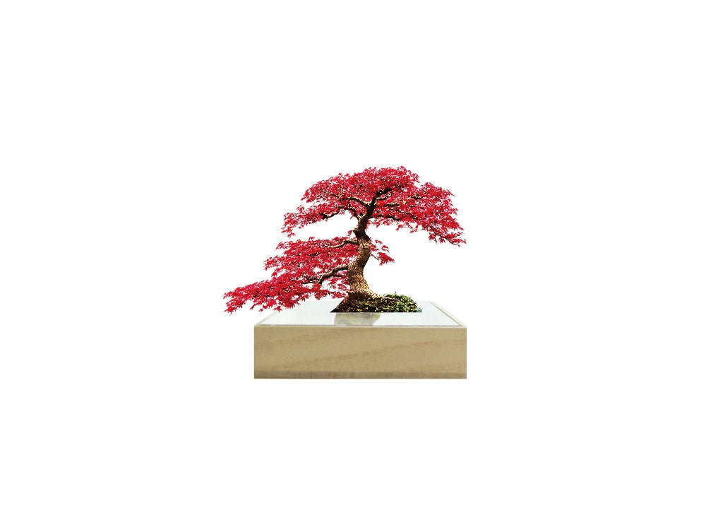 Bonsai Mini