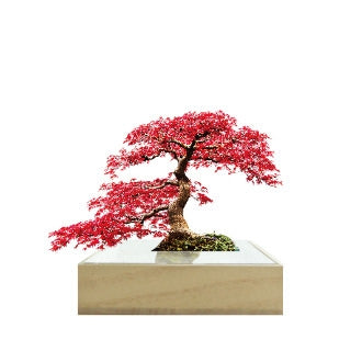 Bonsai Mini