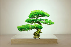 Bonsai