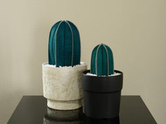 Leather Cactus