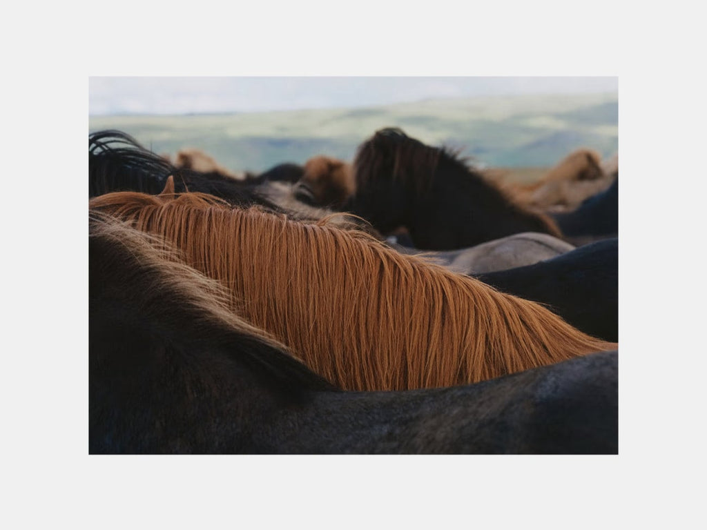 The Herd 01