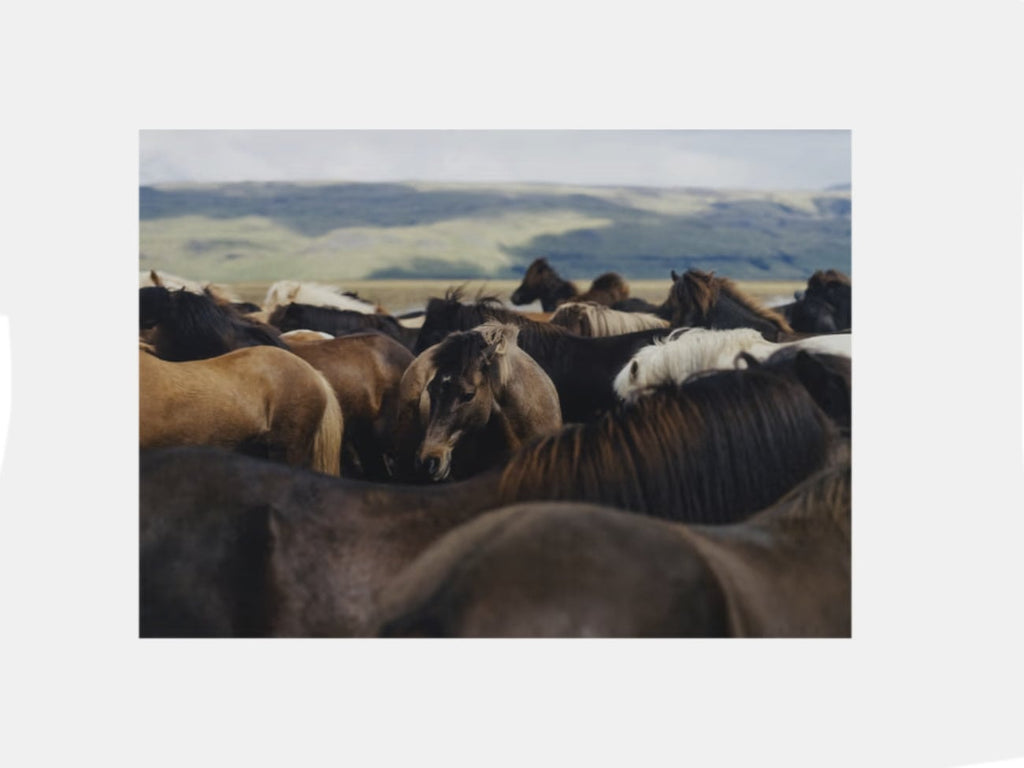 The Herd 02