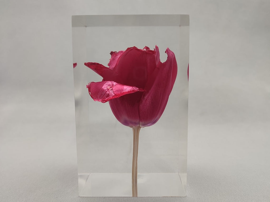 Tulip Red Object
