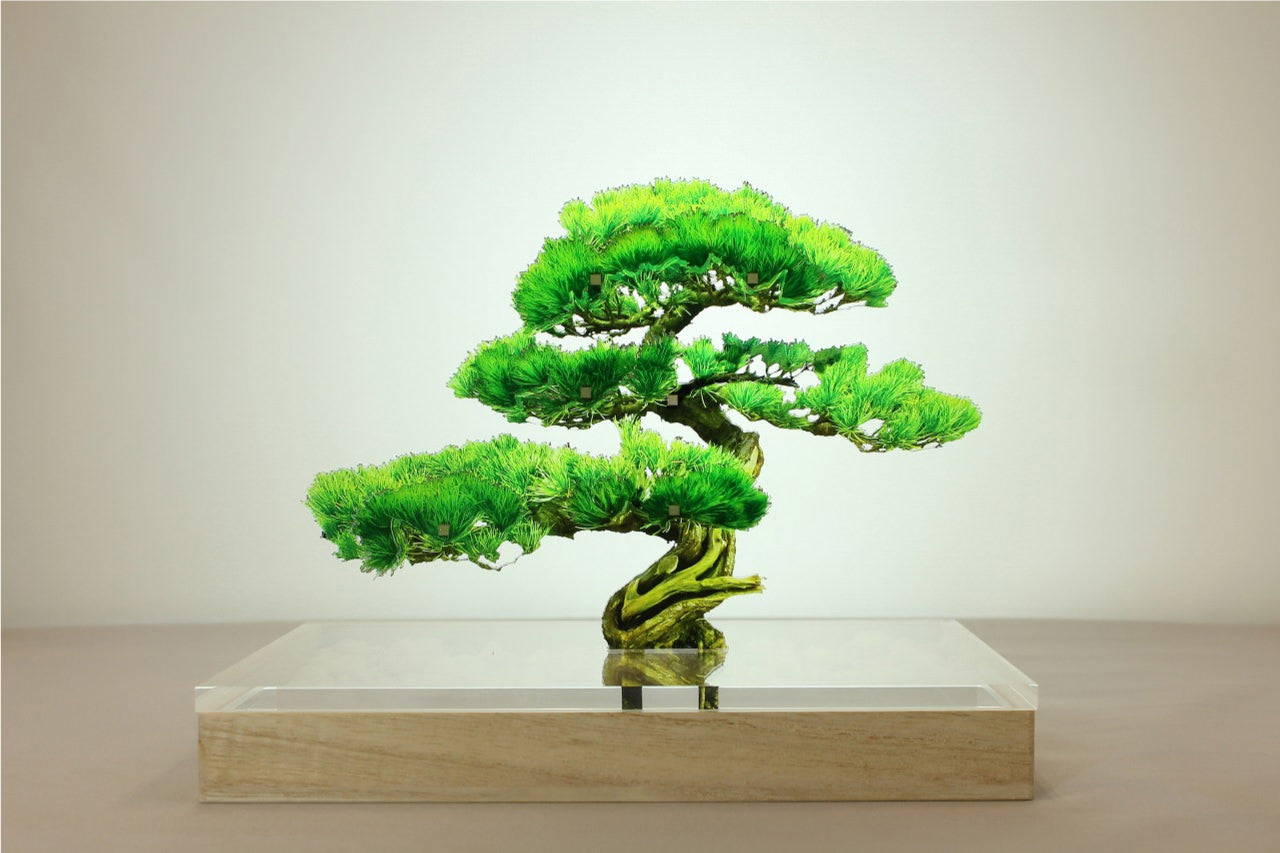 大型　広東盆栽鉢 2022 立春盆栽大市 Spring Bonsai Market 【2/8-16】 - YouTube